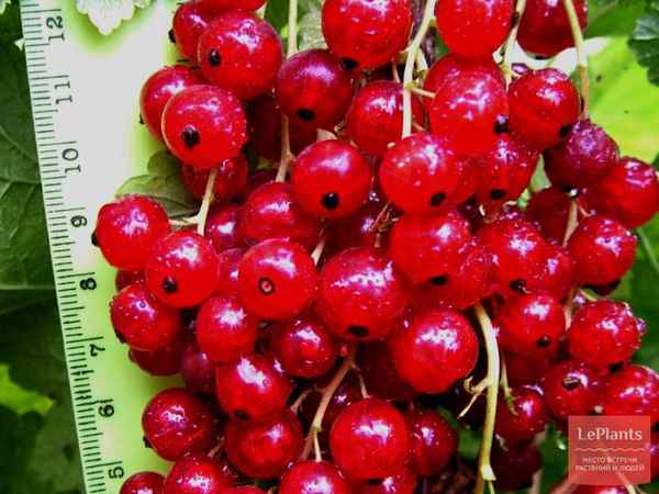 Смородина красная Каскад: основные хаpaктеристики сорта