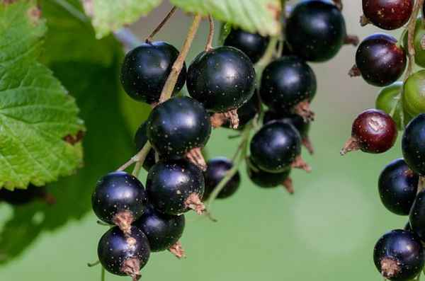 Чёрная смородина Ксюша: основные хаpaктеристики сорта