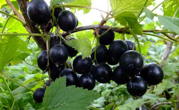 Сорт чёрной смородины Лама: урожайность, вкусовые качества
