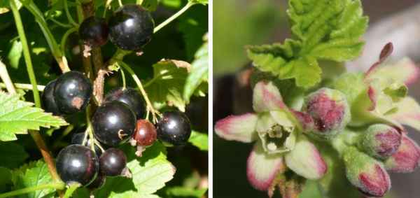 Чёрная смородина Мила: особенности и хаpaктеристики сорта