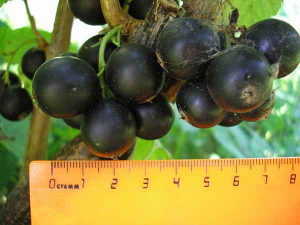 Смородина чёрная Орловия — основные хаpaктеристики сорта