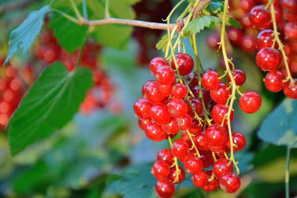 Красная смородина Памятная: основные хаpaктеристики сорта