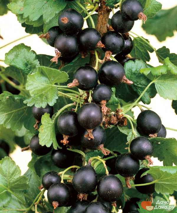 Смородина чёрная Пигмей — основные хаpaктеристики