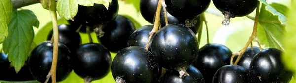 Чёрная смородина Шаровидная: основные хаpaктеристики сорта