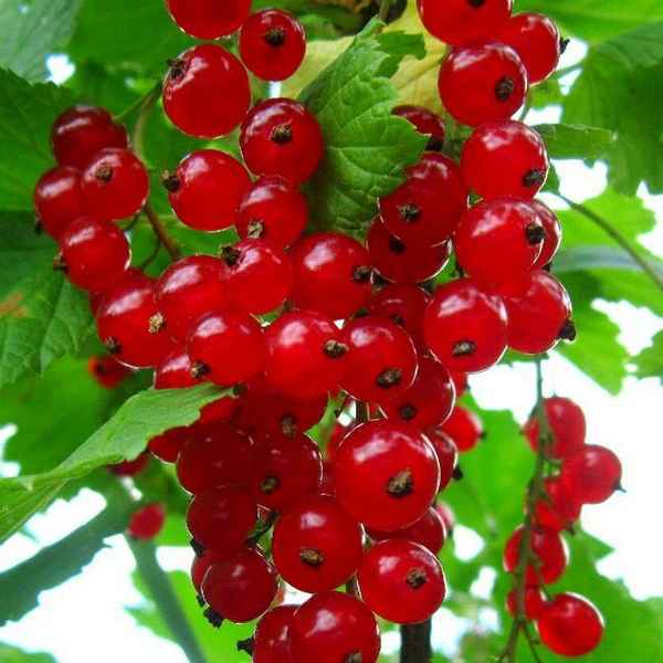 Смородина красная Щедрая — хаpaктеристики сорта