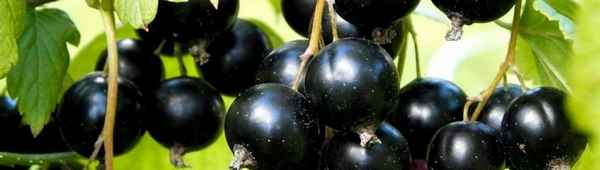 Смородина чёрная Тибен — основные хаpaктеристики