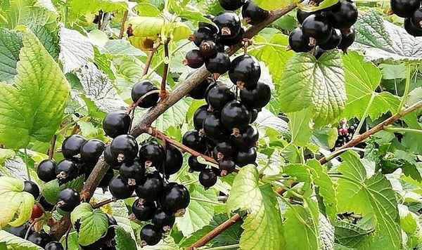 Чёрная смородина Виноградная — особенности и хаpaктеристики