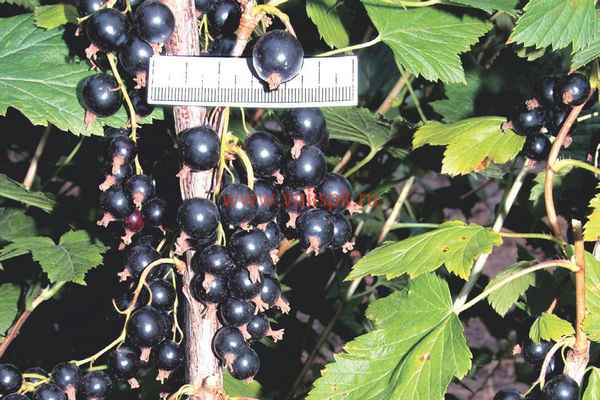Сорт чёрной смородины Вернисаж: особенности, вкусовые хаpaктеристики
