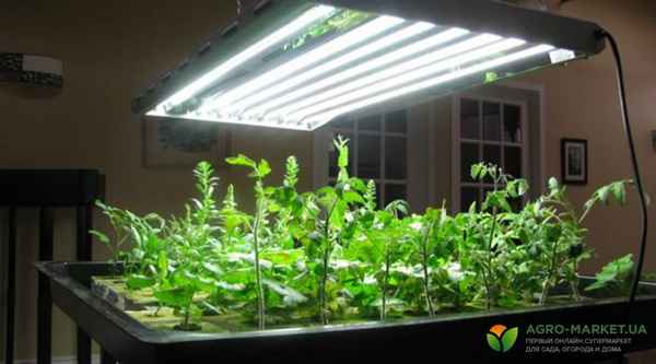 Свет всему голова: как правильно подсвечивать рассаду