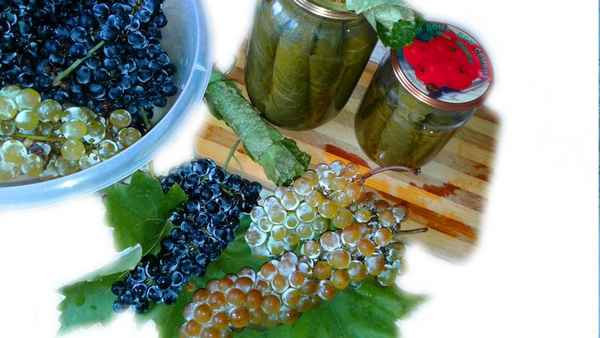 Зелёный виноград: полезные свойства, лучшие сорта, как заготовить на зиму