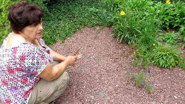 Эти 5 растений отпугнут сорняки с вашего участка