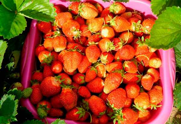 Выращивание и уход за сортом клубники Ароза