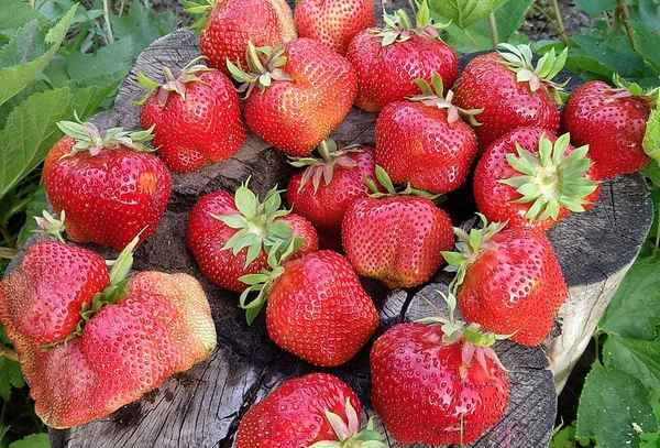 Описание и выращивание клубники сорта Цунаки