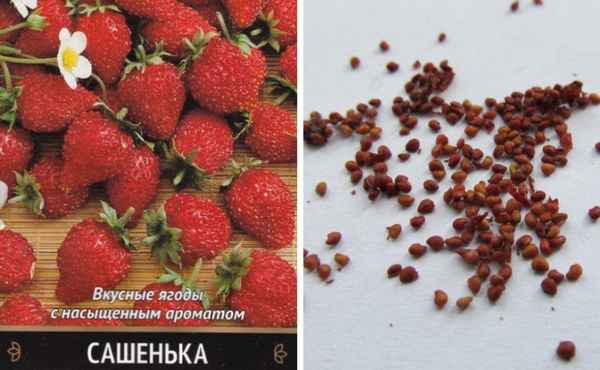 Особенности выращивания и ухода за клубникой сорта Сашенька