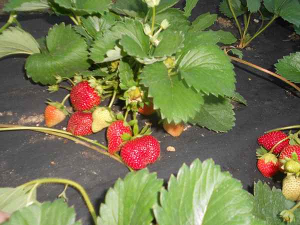 Особенности посадки и ухода за клубникой Шарлотта