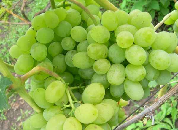 Сорт винограда «Элегант» (сверхранний)