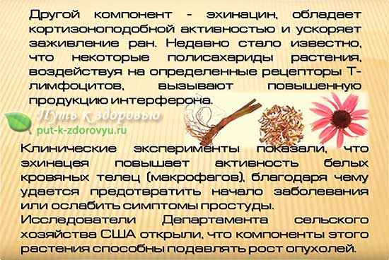 Эхинацея: польза и вред для организма