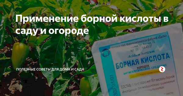 Борная кислота в огороде: правила и преимущества использования