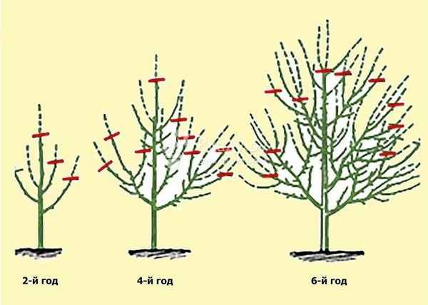 Особенности посадки и ухода за яблоней сорта Баяна