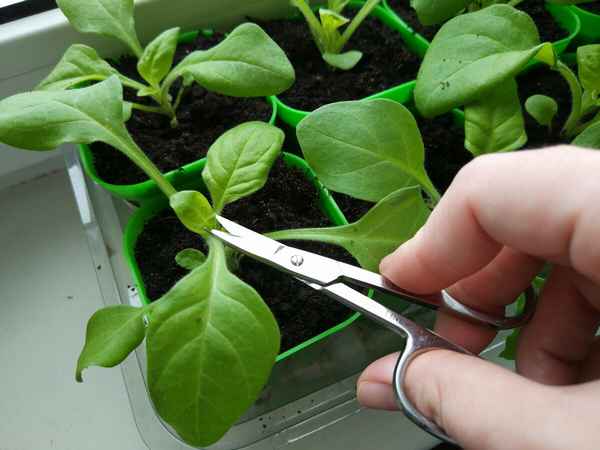 Чем больше мы её стрижём, тем пышнее растёт. Как правильно прищипнуть петунию, чтобы куст был пышным и красивым