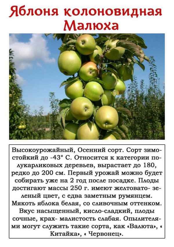 Сорт яблони Малюха: хаpaктеристика и особенности выращивания