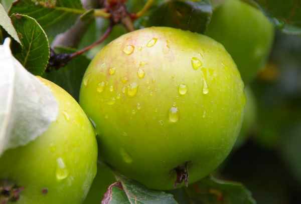 Особенности яблони Мартовское