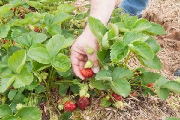Выращивание и уход за клубникой сорта Капри