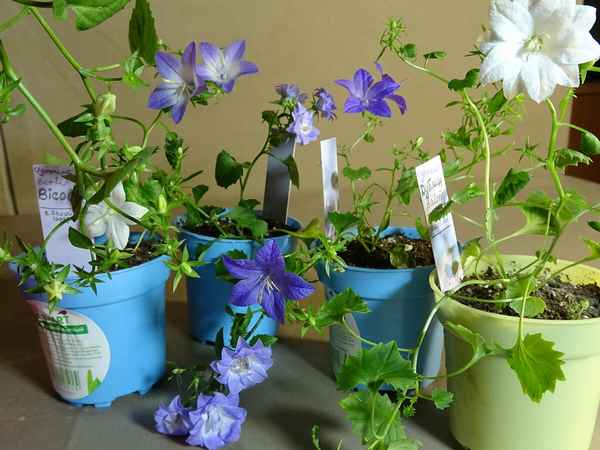 Кампанула комнатная: уход в домашних условиях, пересадка, размножение