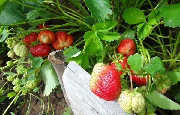 Особенности посадки клубники Ред Гонтлет