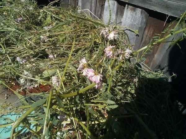 Можно ли давать траву молочай кроликам: польза и вред, особенности кормления