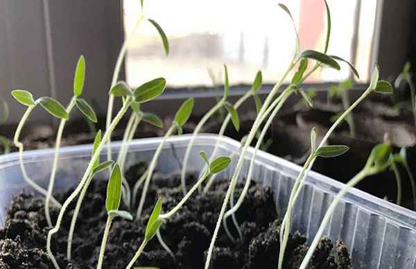 Сделайте так и рассада после всходов не будет вытягиваться