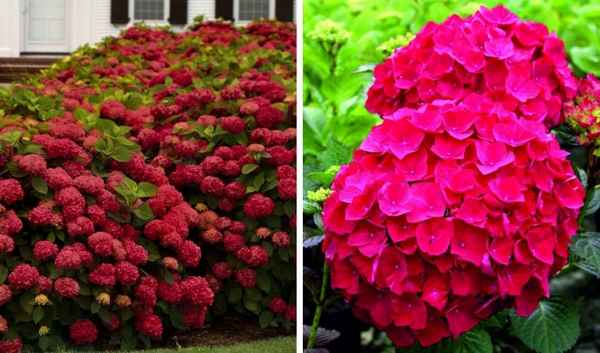 Особенности гортензии Огненная красота