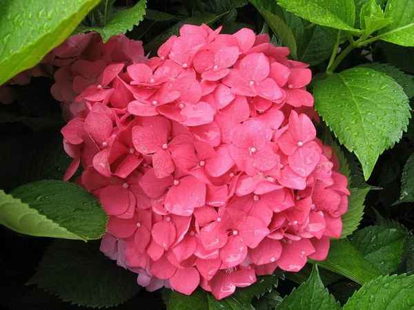 Выращивание крупнолистной гортензии Альпенглюхен