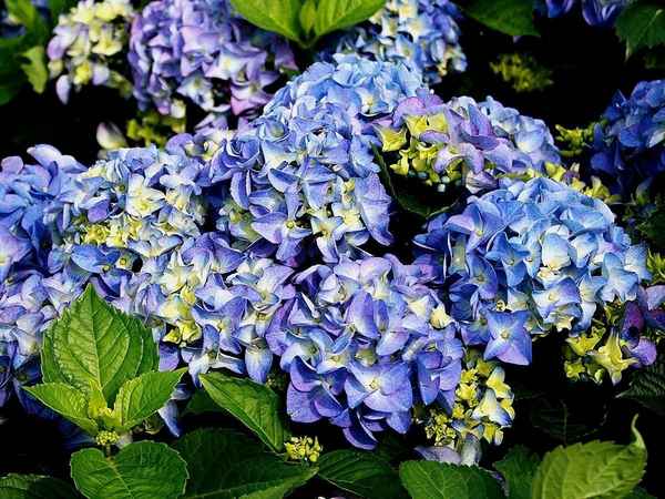 Описание и хаpaктеристики гортензии Эрли Блю