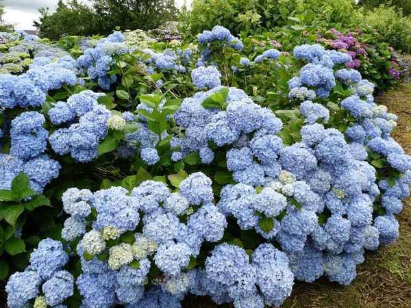 Посадка и уход за крупнолистной гортензией Никко Блю