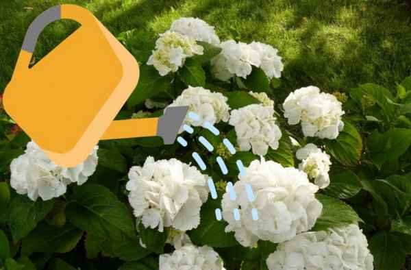 Посадка гортензии сорта Шнеебол и уход за растением