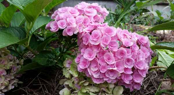 Крупнолистная гортензия Ю энд Ми Лав: особенности выращивания