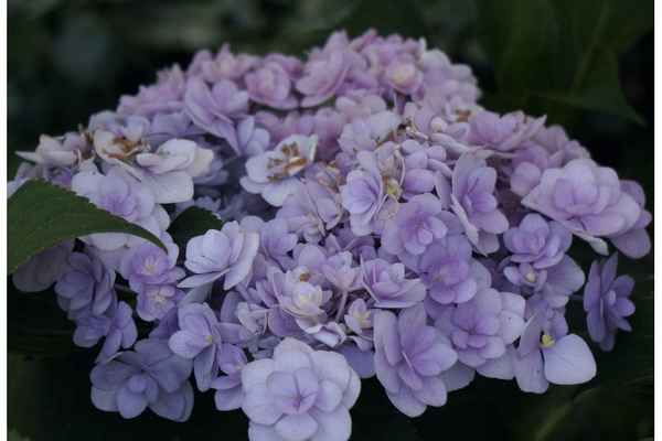 Описание и применение гортензии Ю энд Ми Форевер