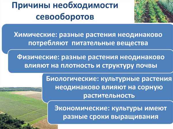 Преимущества соблюдения севооборота