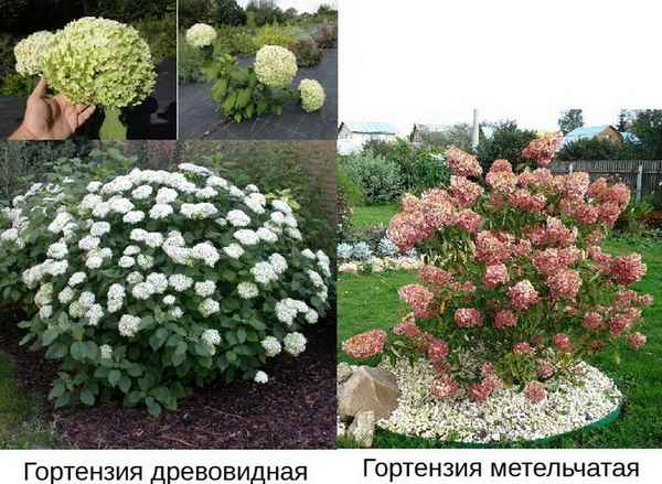 Гортензия метельчатая, древовидная и крупнолистная: отличия между ними