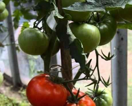 Помидоры «Кумир»: описание, агротехника выращивания