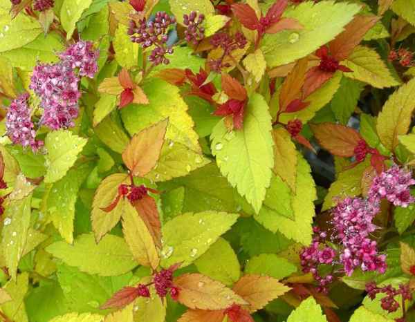 Особенности японской спиреи Мэджик карпет