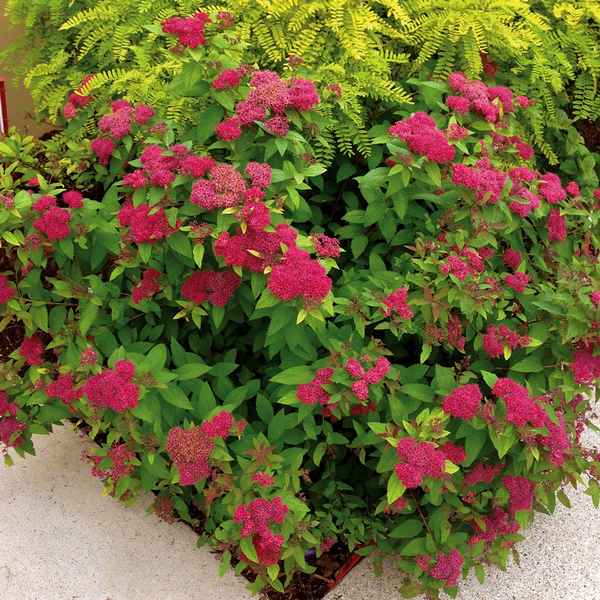 Особенности спиреи японской Фробели