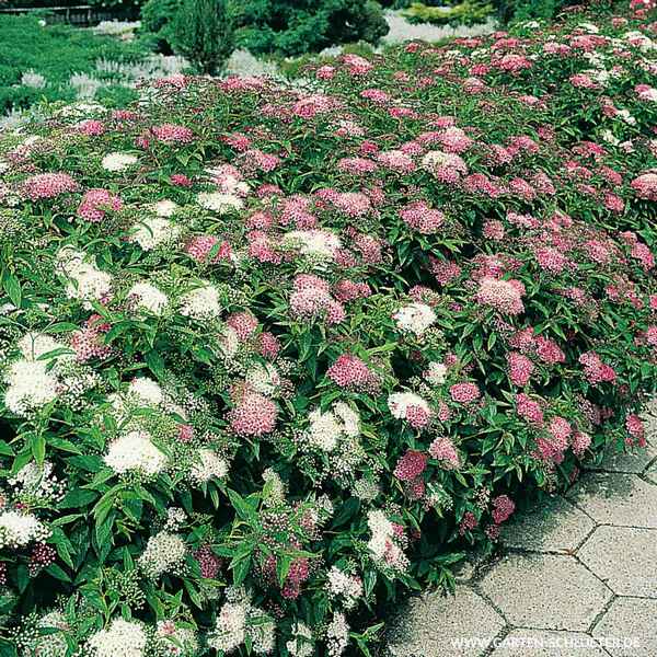 Спирея Широбана (Генпей) в ландшафтном дизайне