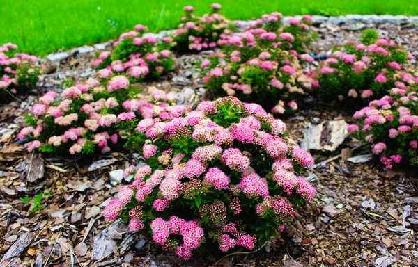 Сорта японской карликовой спиреи