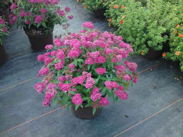 Фото и описание спиреи японской Неон Флеш