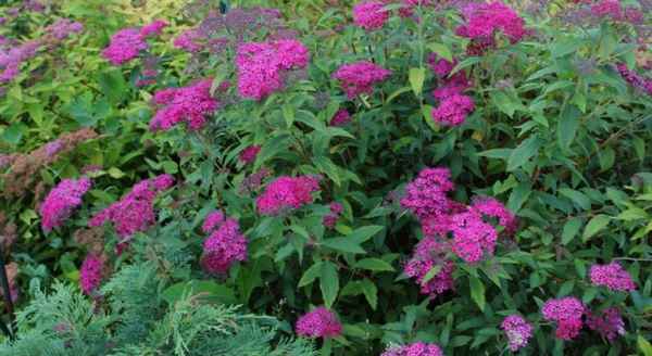 Кустарник спирея Дартс Ред: как вырастить