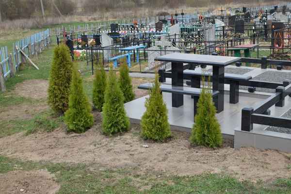 Выбор, посадка и уход за туей на кладбище