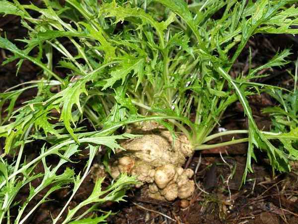 Особенности выращивания японской капусты