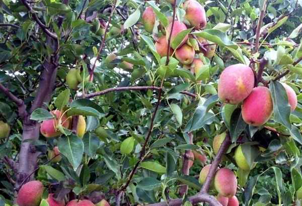 Груша Киргизская зимняя — особенности посадки и ухода